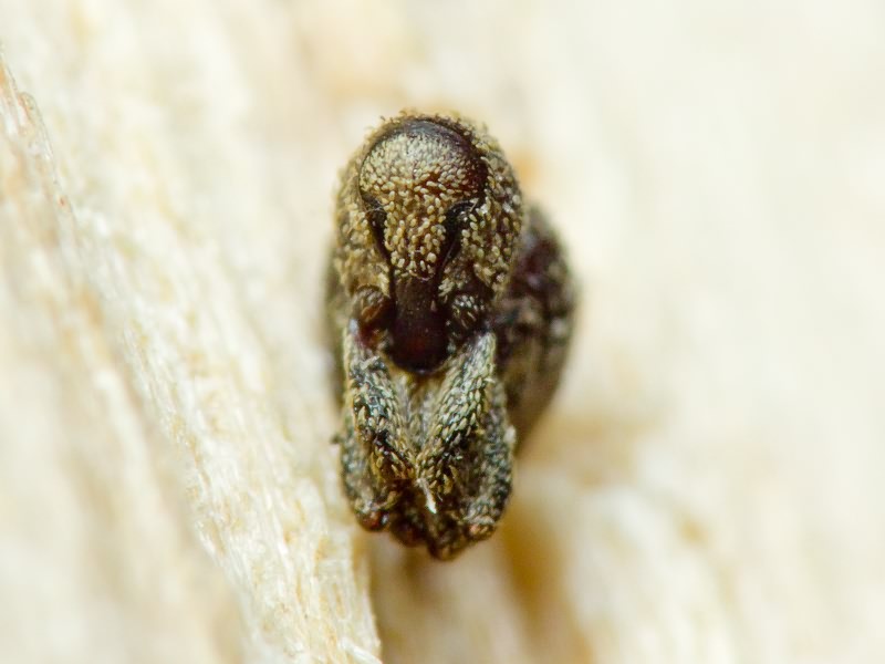 Acalles (Acalles) echinatus (Germar, 1824)